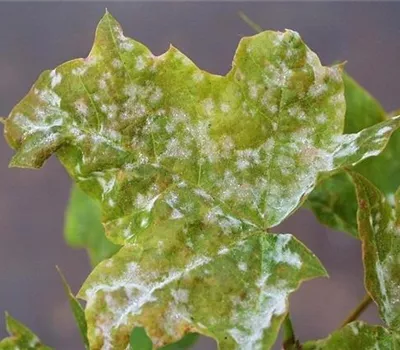 Echter Mehltau an Ahorn