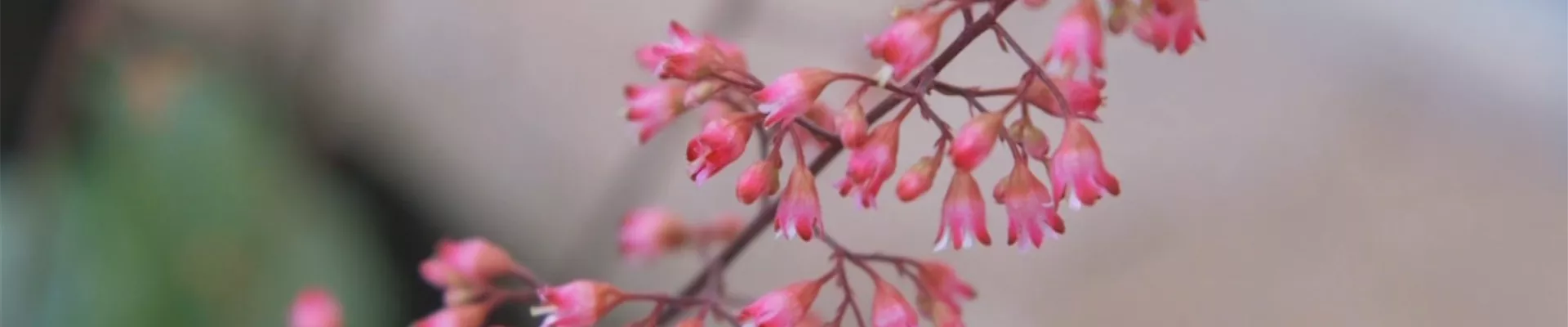 Echtes Purpurglöckchen (Heuchera)- Einpflanzen im Garten (Thumbnail).jpg