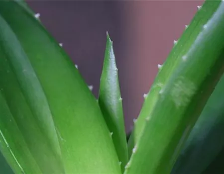 Aloe Vera (klein) - Umtopfen