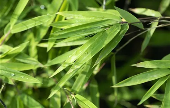 Ein asiatischer Garten als Oase der Ruhe