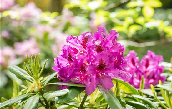 Gartengestaltung mit Rhododendren – So entsteht ein Blütenmeer