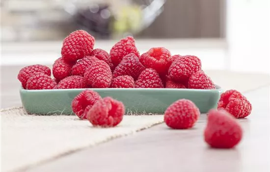 Himbeeren pflanzen und leckere Snacks genießen