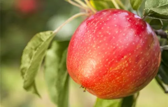 Apfelbäume im Garten – Eine reiche und leckere Ernte