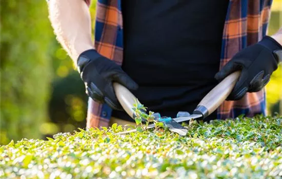 Tipps für den perfekten Rückschnitt im Herbst