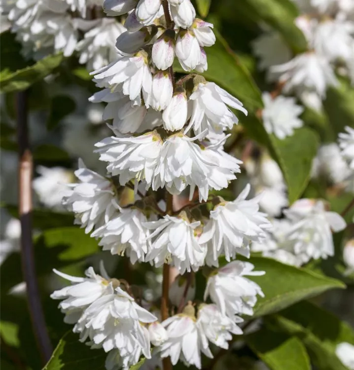 Hoher Sternchenstrauch