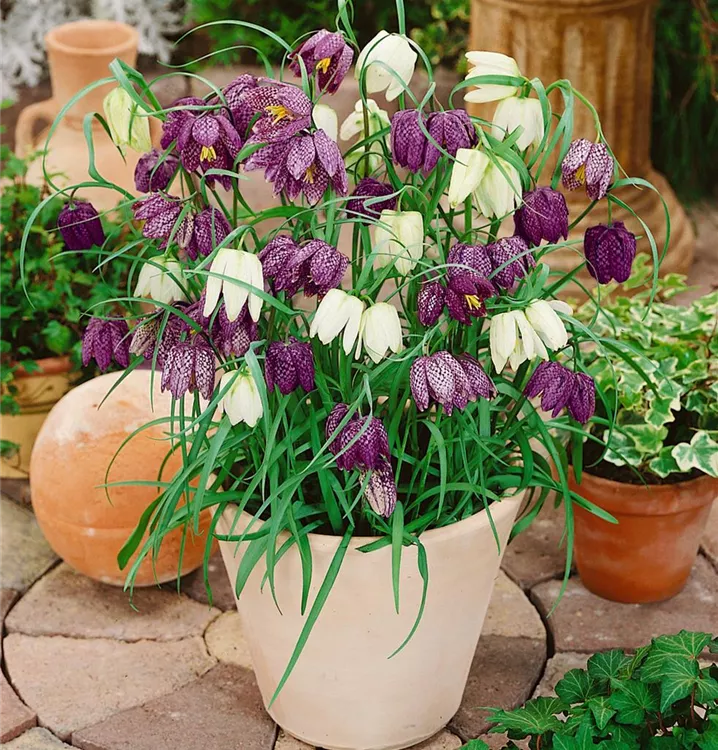 Gewöhnliche Schachblume