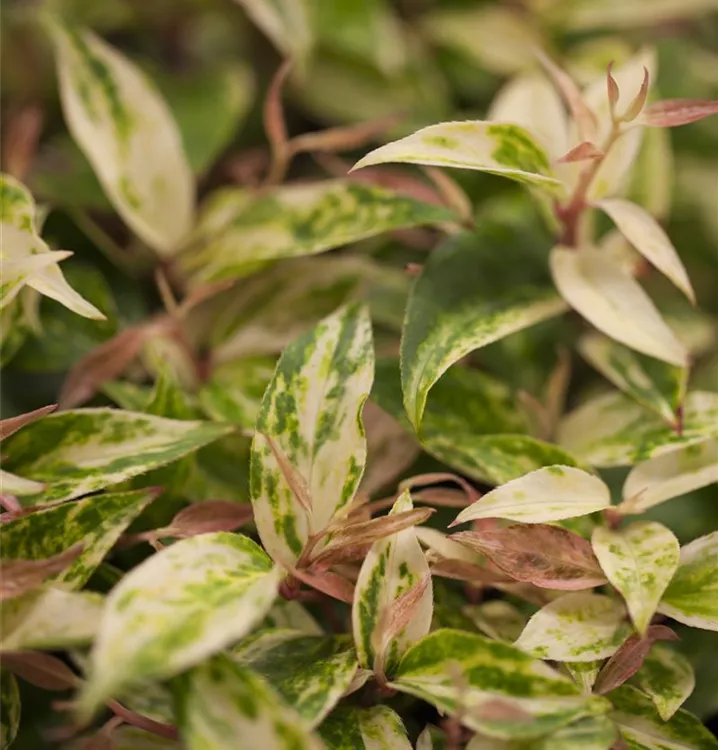 Immergrünes Lorbeerkrüglein