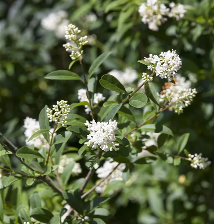 Ovalblättriger Liguster