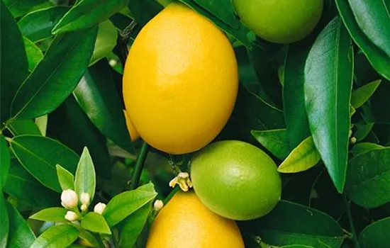 Limequatbaum