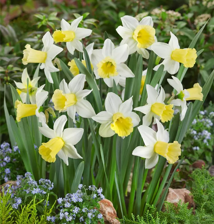 Narzisse 'Spring Sunshine'