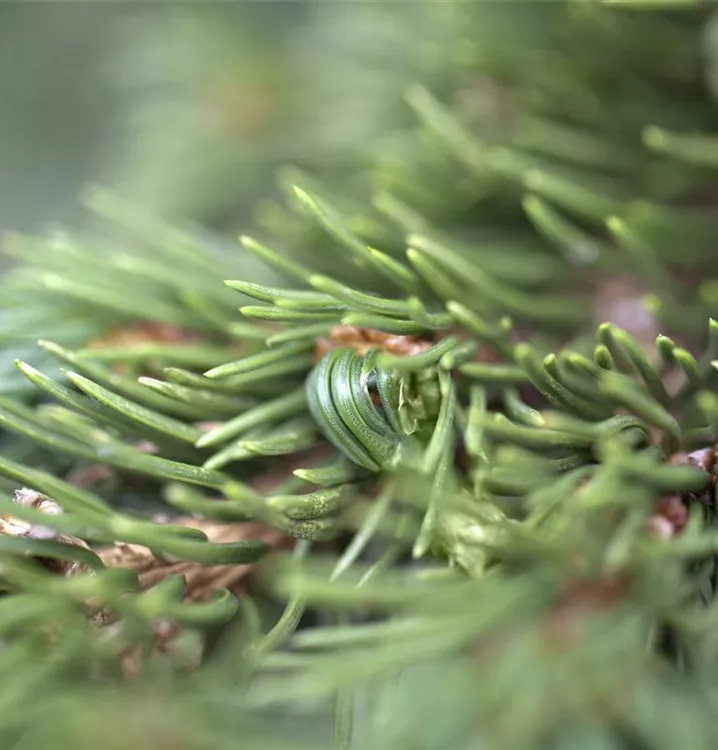 Blaue Stechfichte 'Lucky Strike'