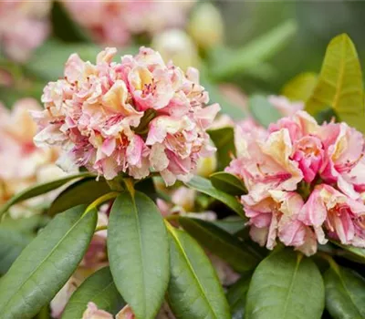 Rhododendron-Hybride 'Brasilia'