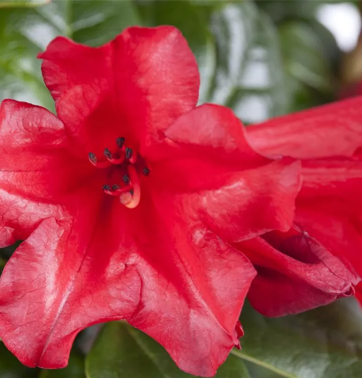 Zwergrhododendron 'Scarlet Wonder'