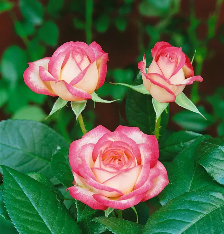 Beetrose 'Laminuette'