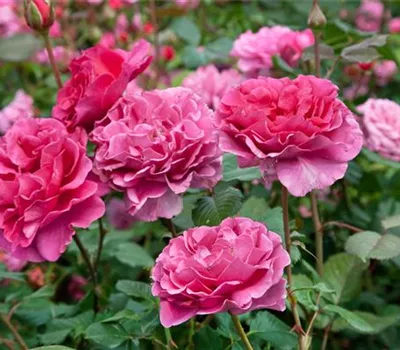 Strauchrose 'Princess Alexandra Renaissance'